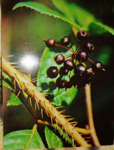 Элеутерококк - растение на фото